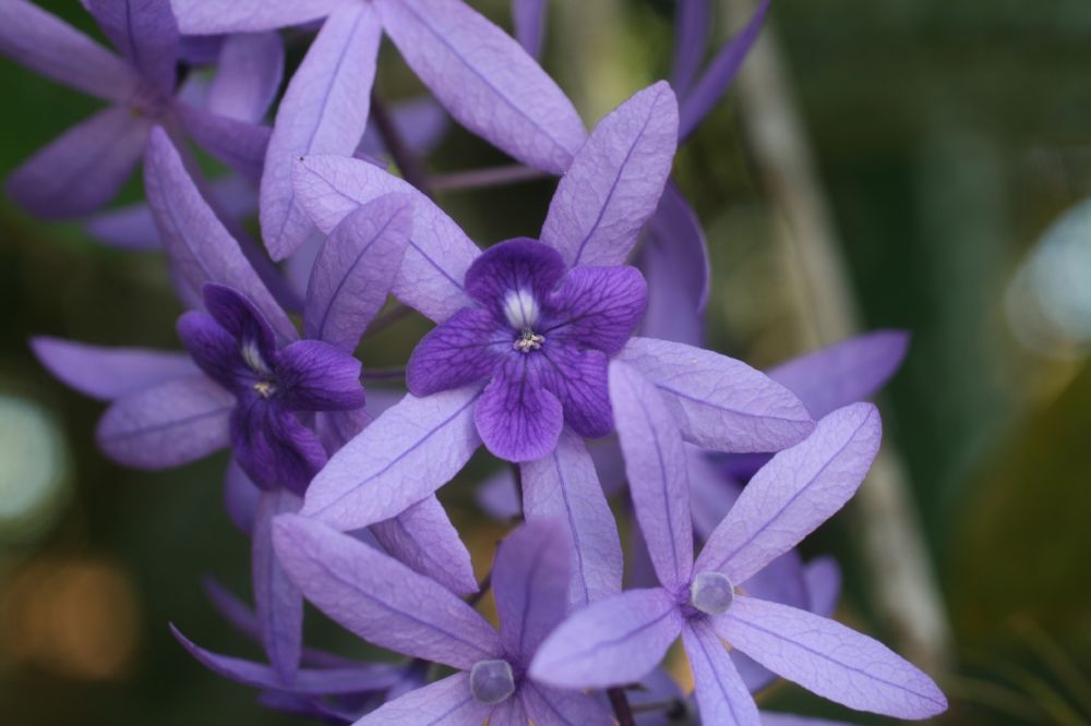 Verbenaceae Petrea volubilis