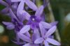 image of Petrea volubilis