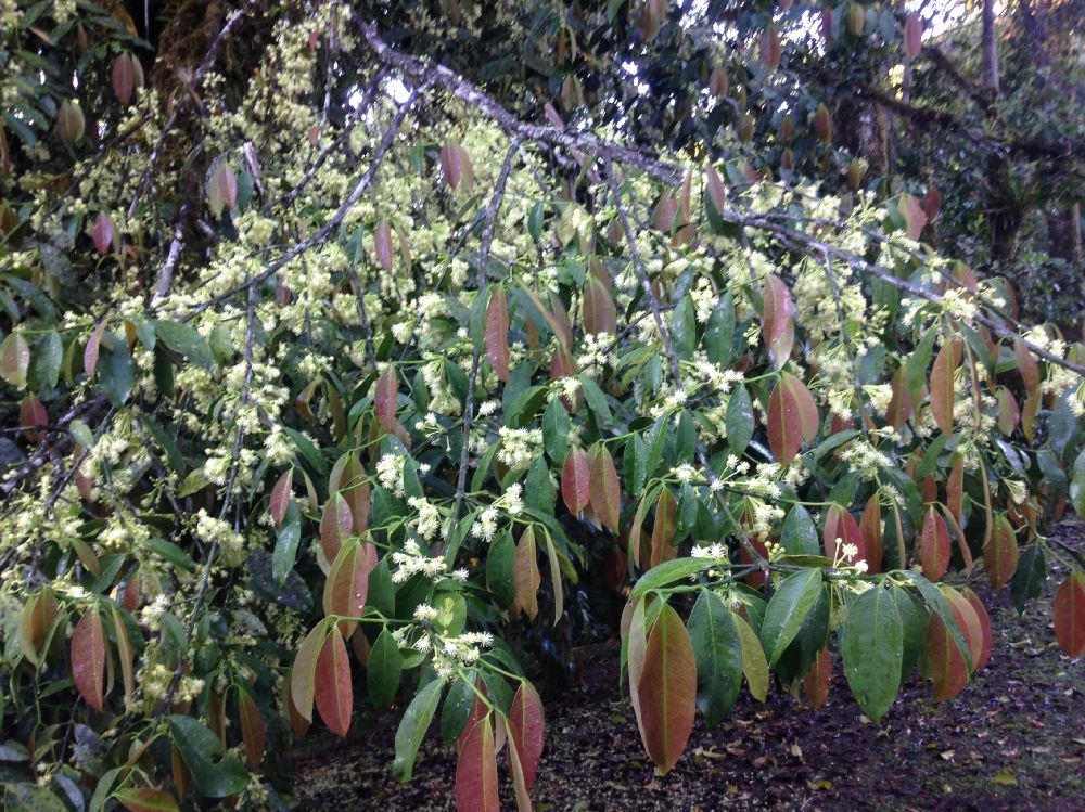 Clusiaceae Garcinia intermedia