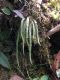 image of Moranopteris taenifolium