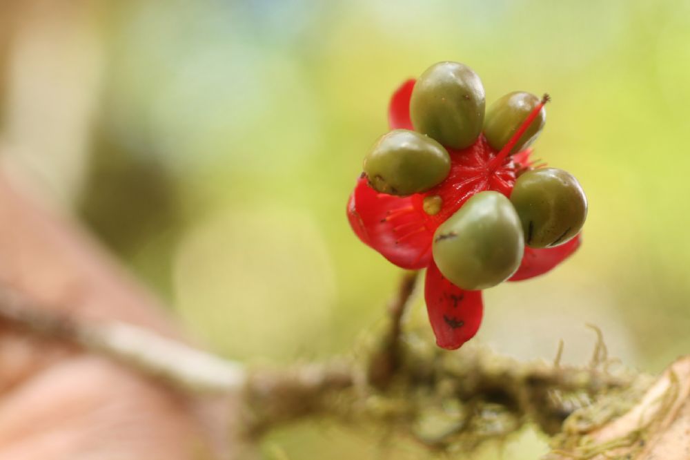 Ochnaceae Ochna serrata