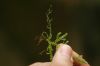 image of Selaginella porphyrospora