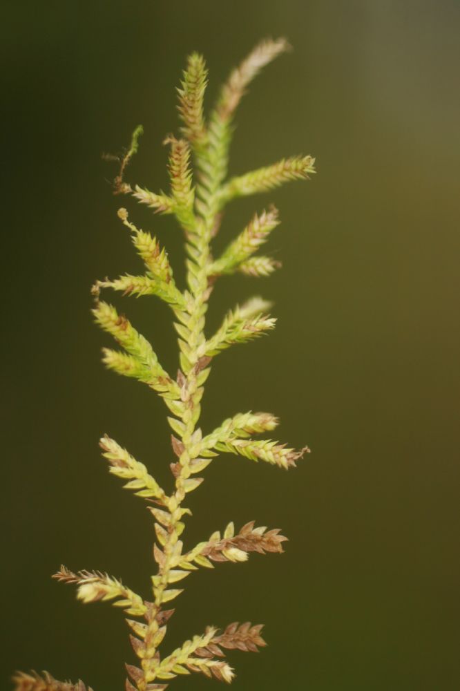 Selaginellaceae Selaginella porphyrospora