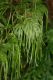 image of Selaginella plana