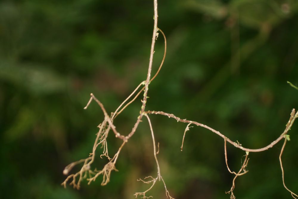 Selaginellaceae Selaginella plana