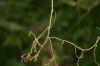 image of Selaginella plana