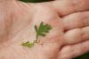 image of Selaginella plana