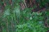 image of Selaginella plana