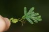 image of Selaginella plana