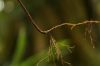 image of Selaginella plana
