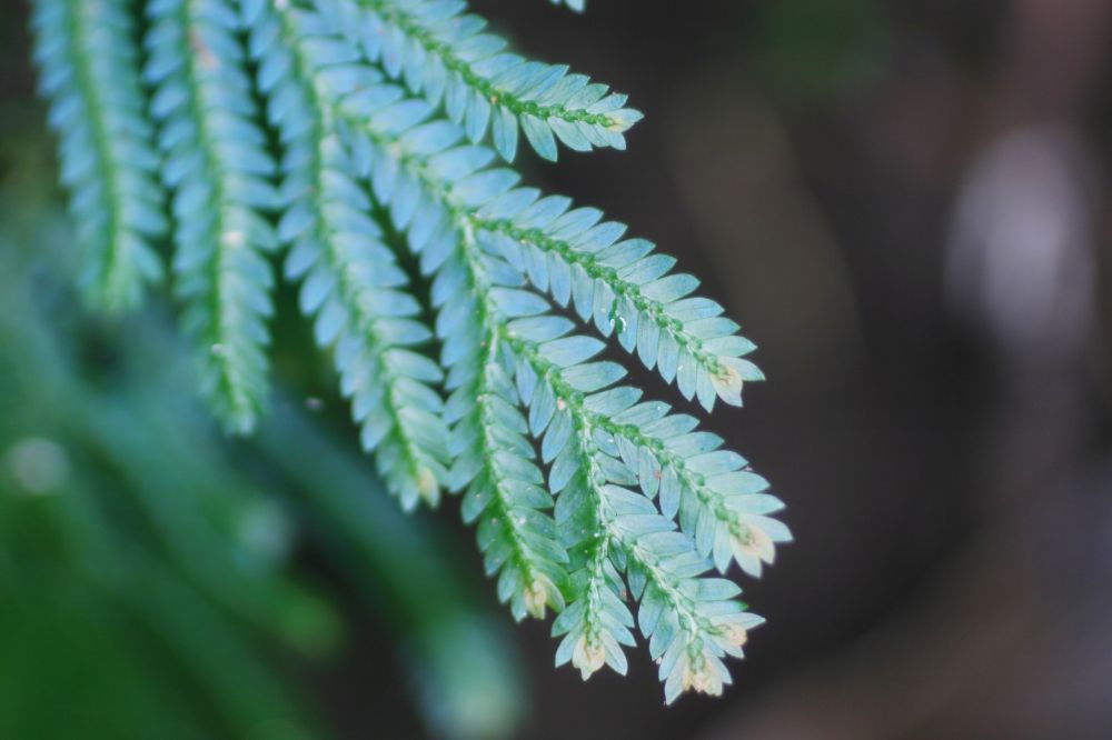 Selaginellaceae Selaginella vogelii