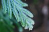 image of Selaginella vogelii