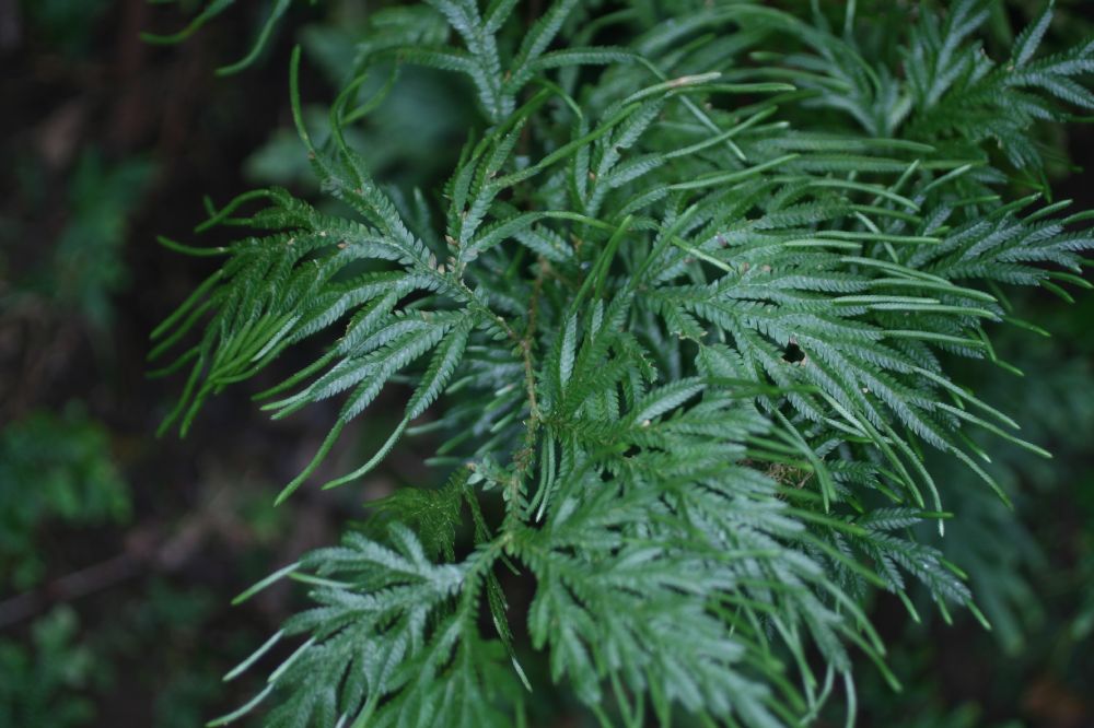 Selaginellaceae Selaginella plana