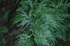 image of Selaginella plana