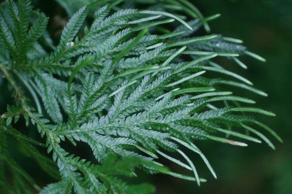 Selaginellaceae Selaginella plana