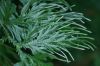 image of Selaginella plana