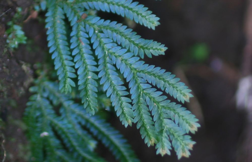 Selaginellaceae Selaginella vogelii