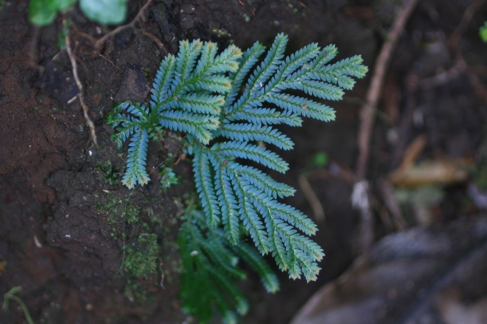 Selaginellaceae Selaginella vogelii