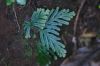 image of Selaginella vogelii