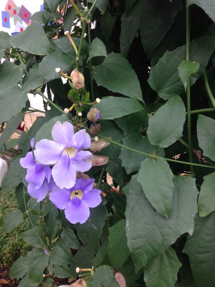 Acanthaceae Thunbergia grandiflora