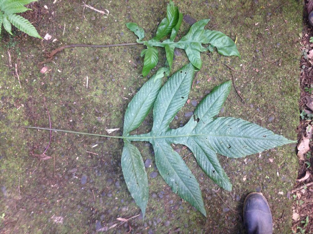Tectariaceae Hypoderris nicotianifolia