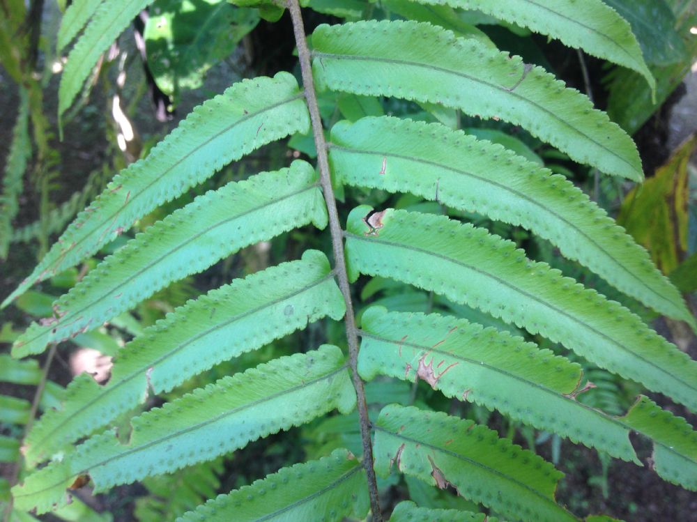 Nephrolepidaceae Nephrolepis biserrata