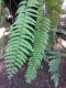image of Nephrolepis biserrata