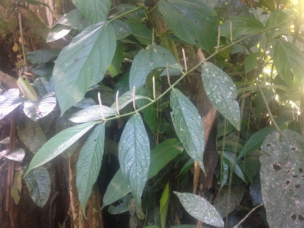 Piperaceae Piper 