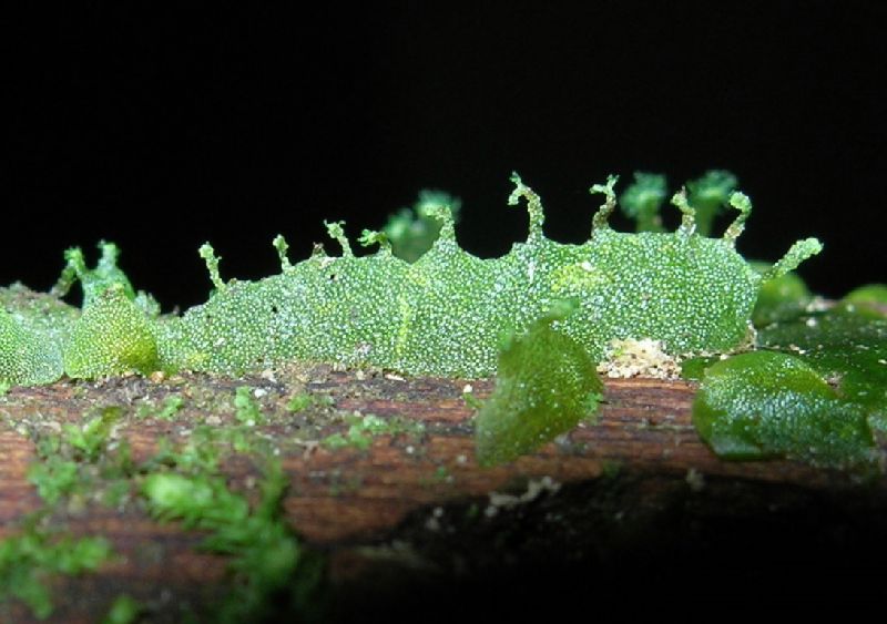 Pteridaceae Anetium citrifolium