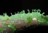 image of Anetium citrifolium