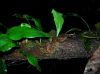 image of Anetium citrifolium