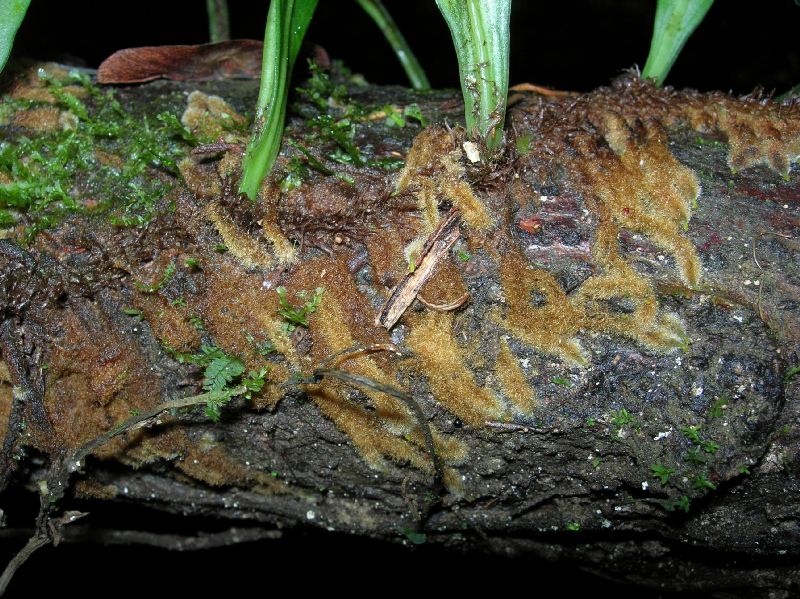 Pteridaceae Anetium citrifolium