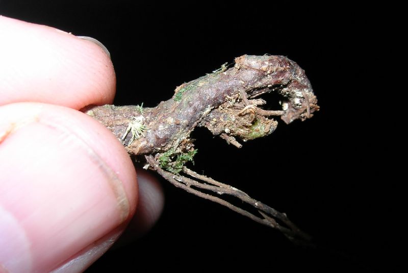 Dryopteridaceae Polybotrya caudata