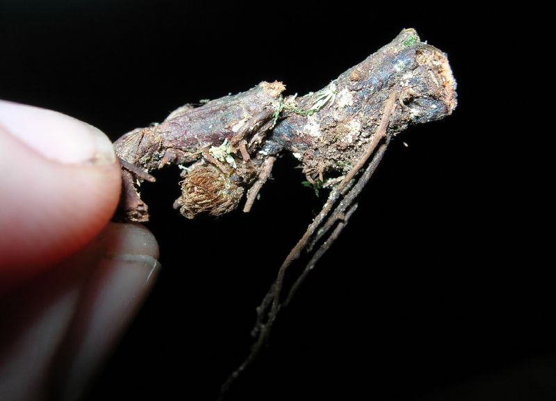 Dryopteridaceae Polybotrya caudata