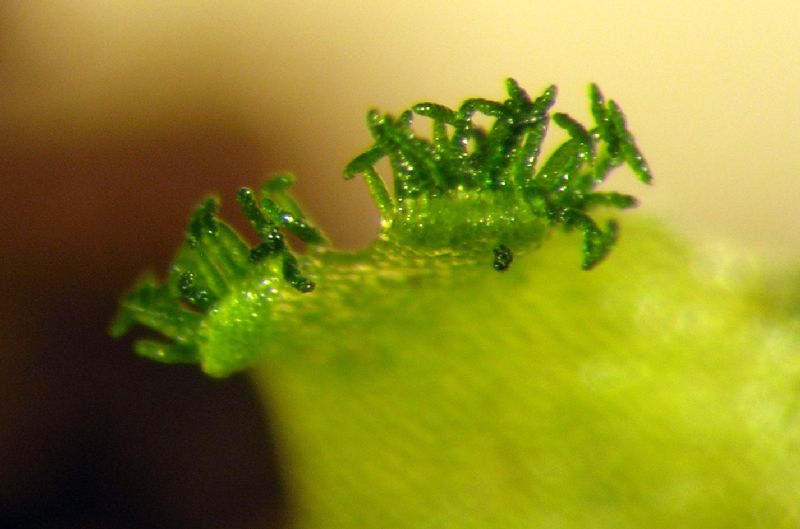 Pteridaceae Polytaenium feei