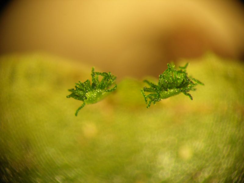 Pteridaceae Polytaenium feei