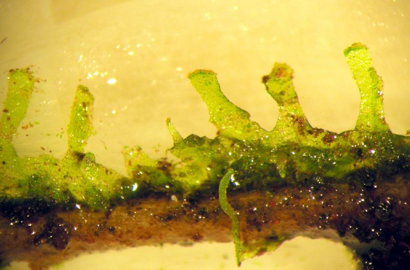 Pteridaceae Radiovittaria stipitata
