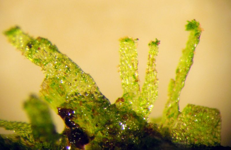 Pteridaceae Radiovittaria stipitata