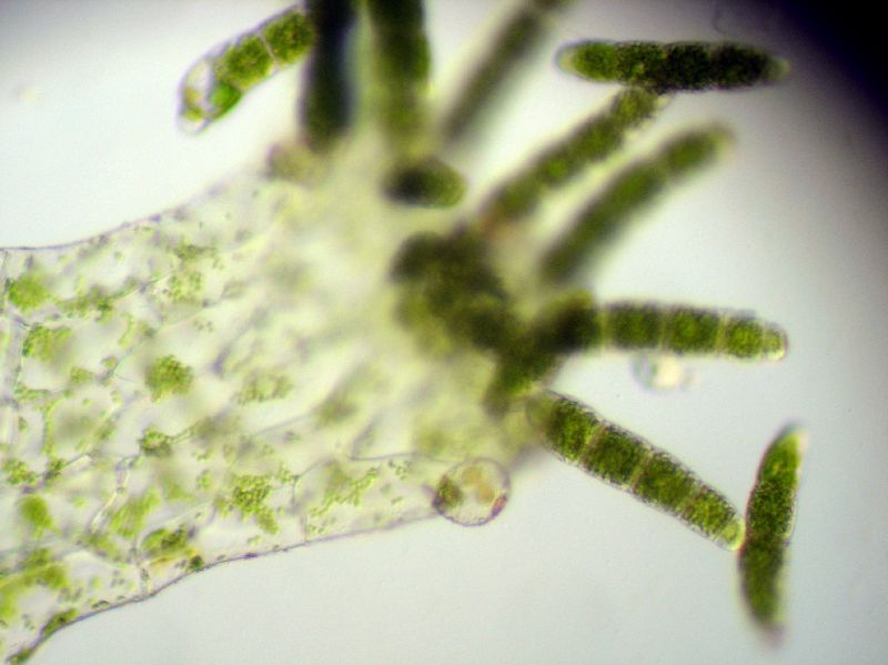 Pteridaceae Anetium citrifolium