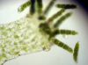 image of Anetium citrifolium