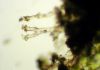 image of Hymenasplenium riparium