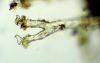 image of Hymenasplenium riparium