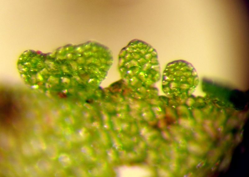 Aspleniaceae Hymenasplenium riparium