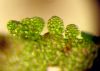 image of Hymenasplenium riparium