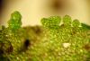 image of Hymenasplenium riparium