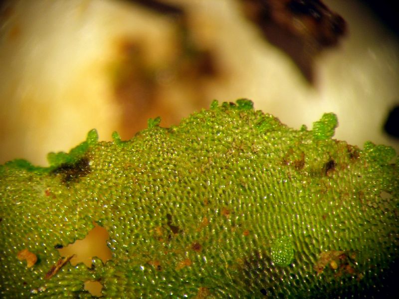 Aspleniaceae Hymenasplenium riparium