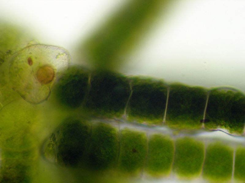 Pteridaceae Polytaenium feei