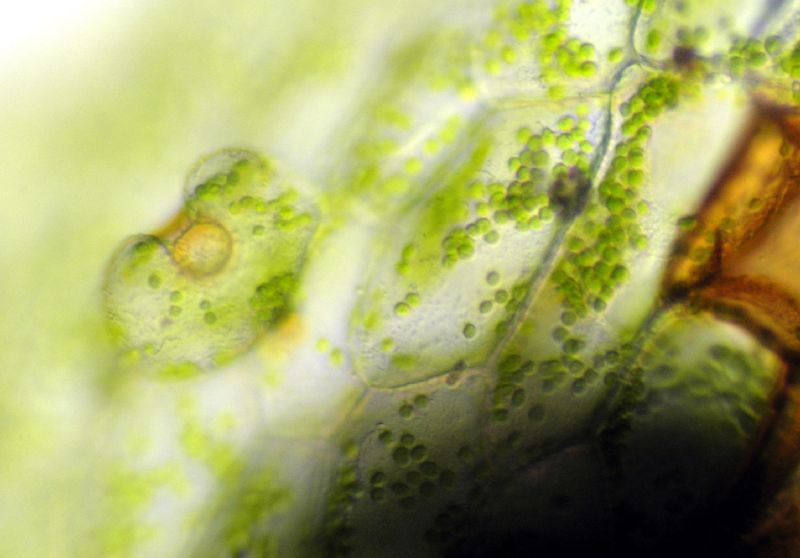 Pteridaceae Polytaenium feei