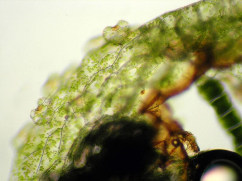 Pteridaceae Polytaenium feei
