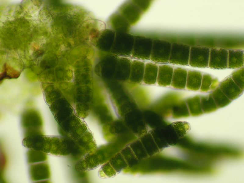 Pteridaceae Polytaenium feei